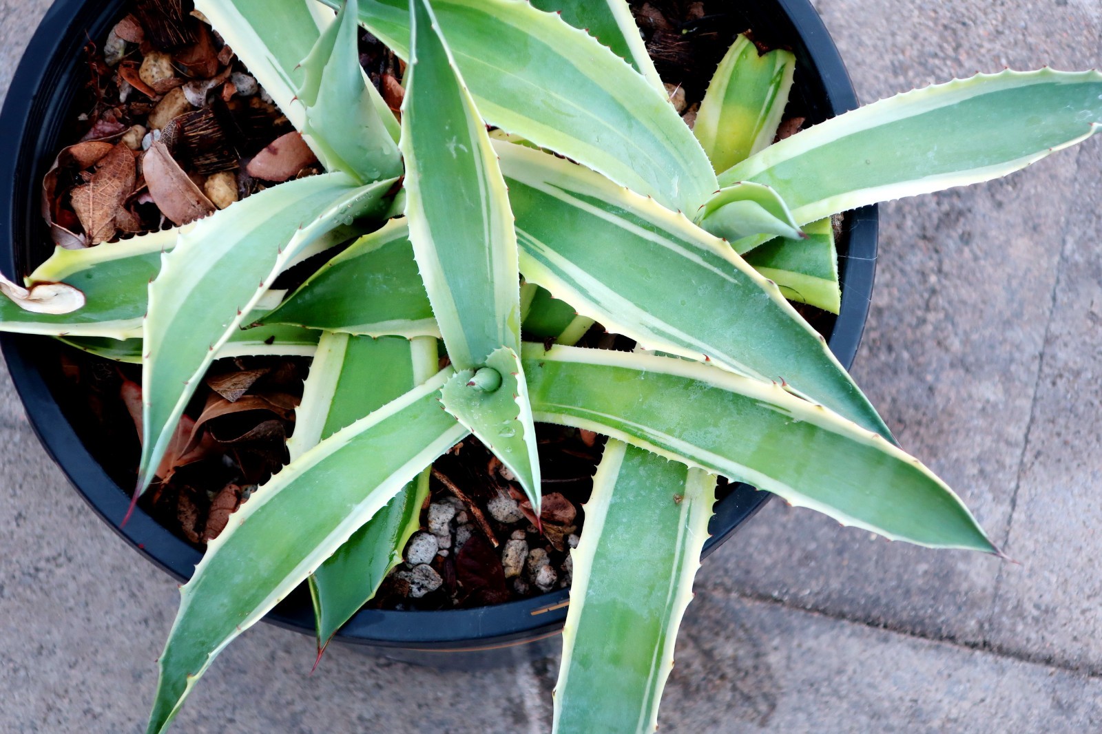Agave Ovatifolia Variegated 'Orca' Three Piece Set Not Euphorbia Cactus gallery