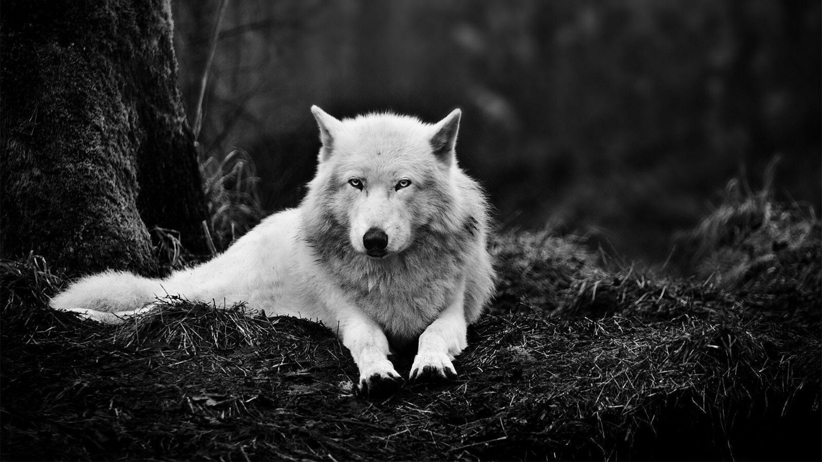 WOLF GLOSSY POSTER PICTURE PHOTO wall decor wolves white dogs snow winter 11x19 gallery