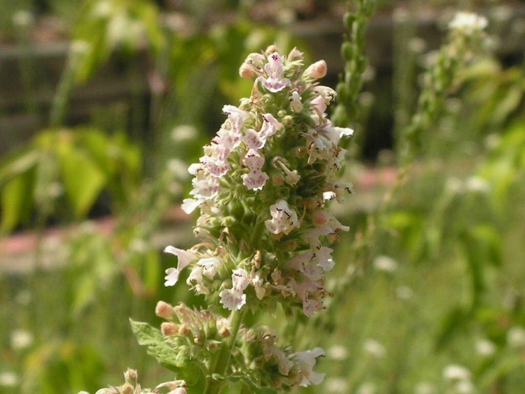 Catnip Seeds, Catmint Herb, Tracked Shipping, Nepeta catarian, Cat Lover gallery