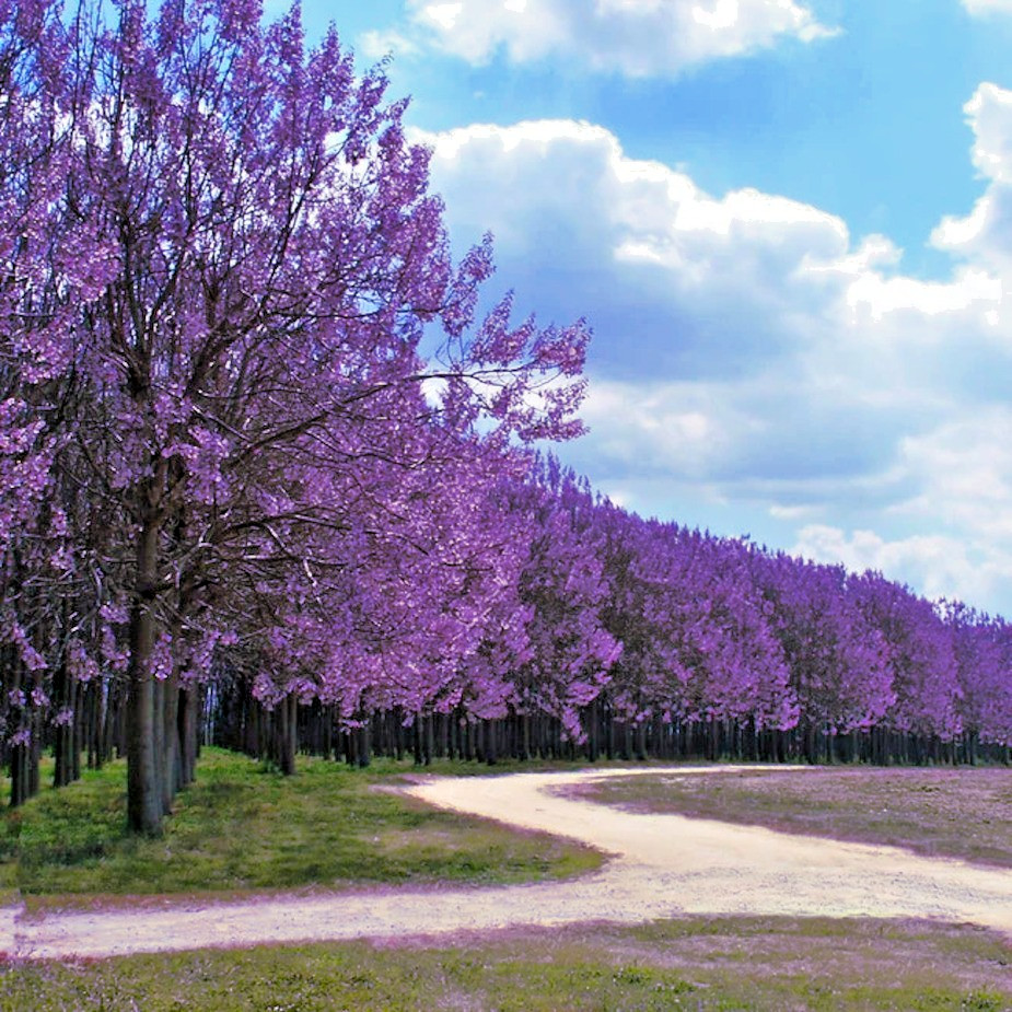 100 Royal Empress Tree Seeds "FASTEST GROWING TREE in the WORLD" gallery