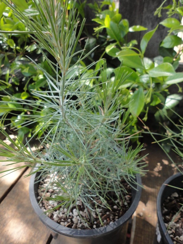 Digger Pine/Gray Pine/ Ghost Pine - Pre-Bonsai 4 year old Trees *Growers Choice* gallery