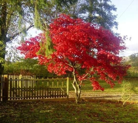 Fireglow Upright Red Japanese Maple - Live Plant - ( 2.5 QT ) gallery