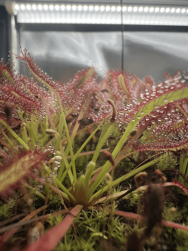 Cape Sundew - Drosera Capensis "Typical" - Easy To Grow Live Carnivorous Plant. gallery