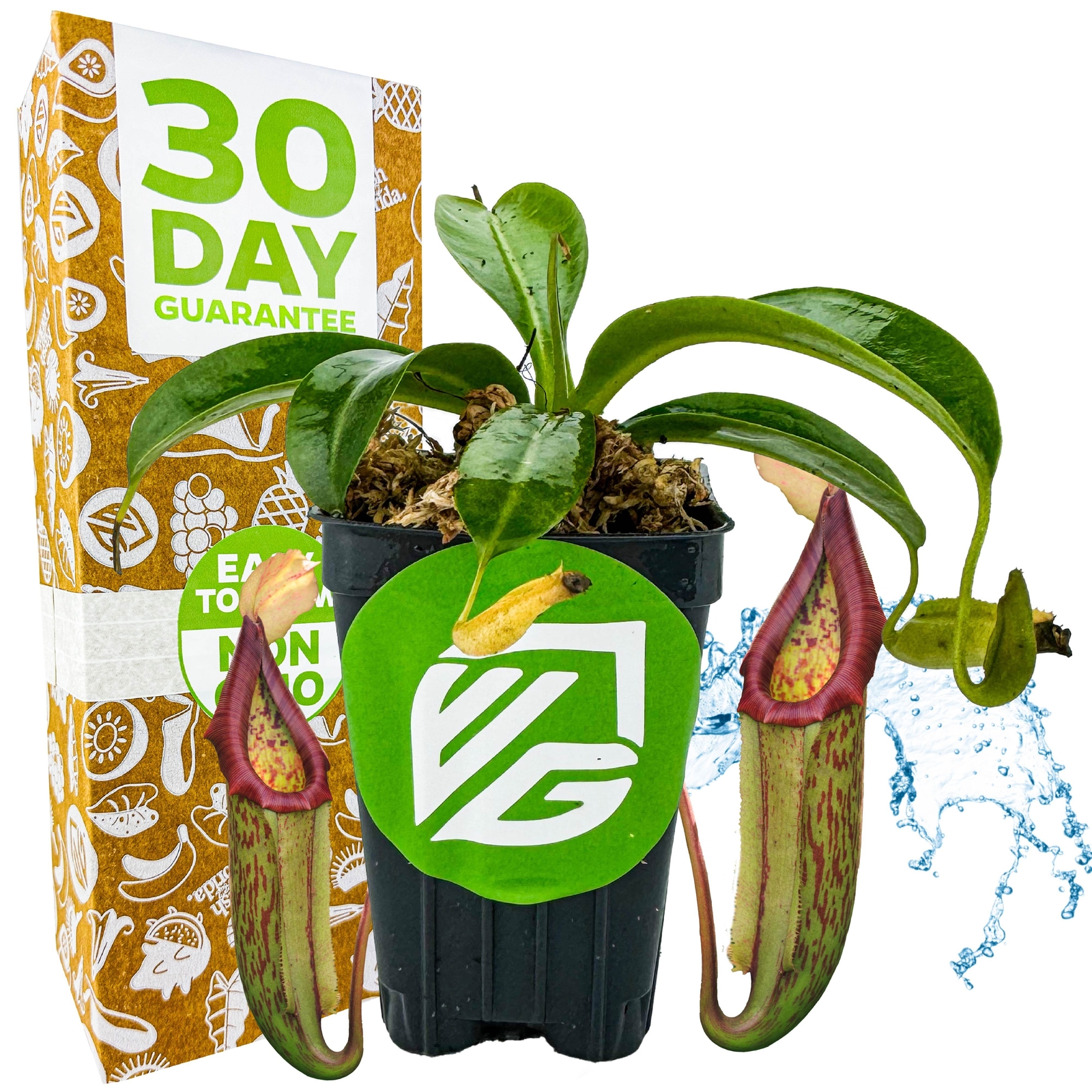 Miranda Carnivorous Pitcher Plant - Nepenthes miranda gallery
