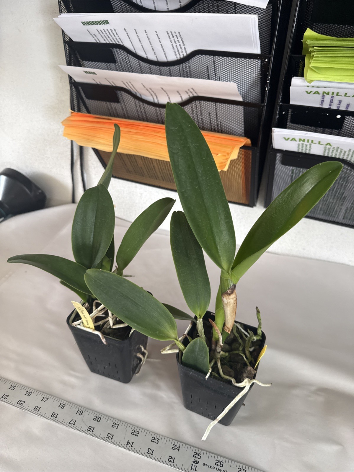 Rhyncattleanthe (RLC.) Chatty Cathy Cattleya Orchid plant BS 4.5” gallery