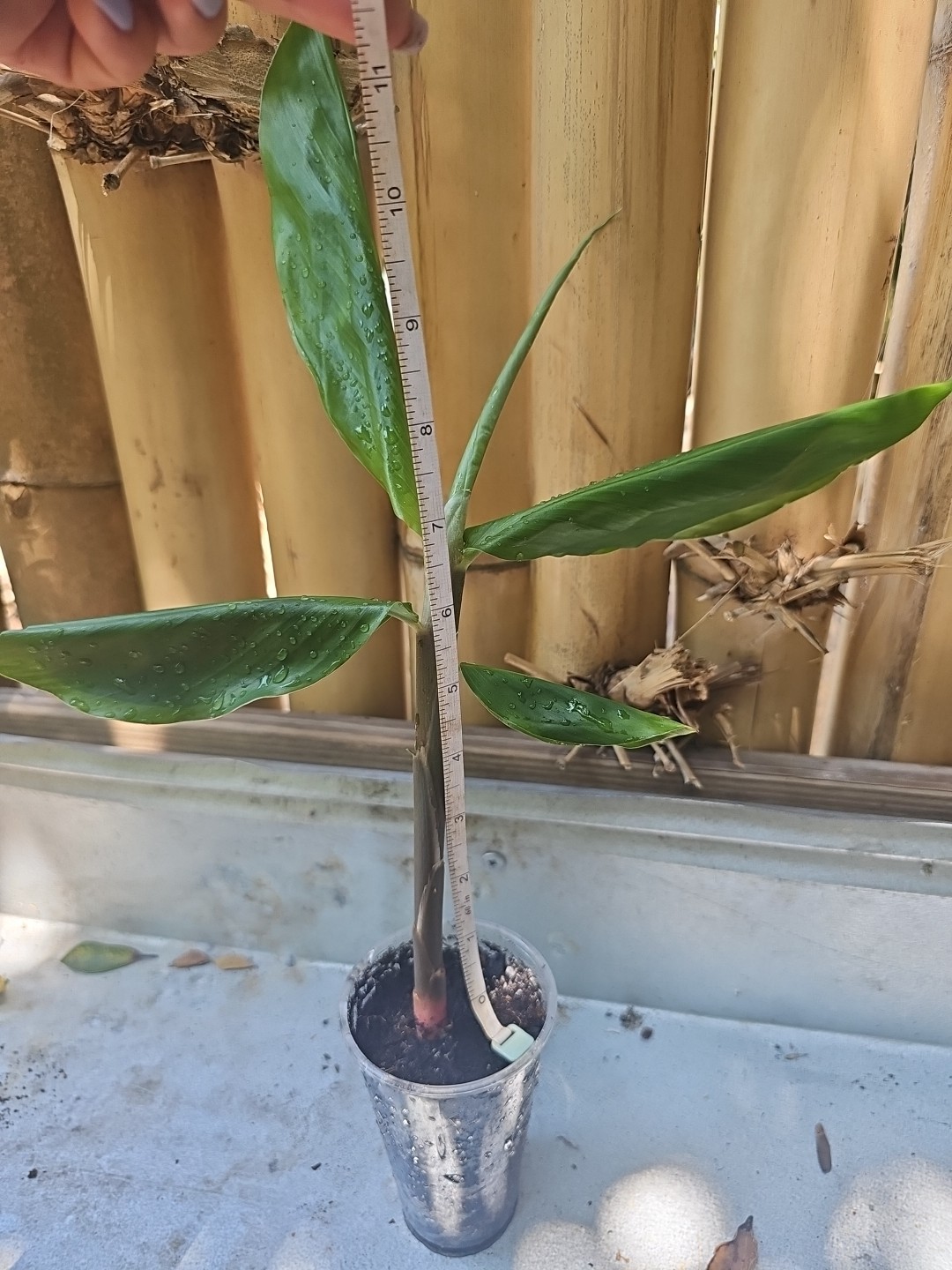 SHAMPOO Ginger PINK Zingiber zerumbet Edible NOT RHIZOME LIVE PLANT 8-10" gallery