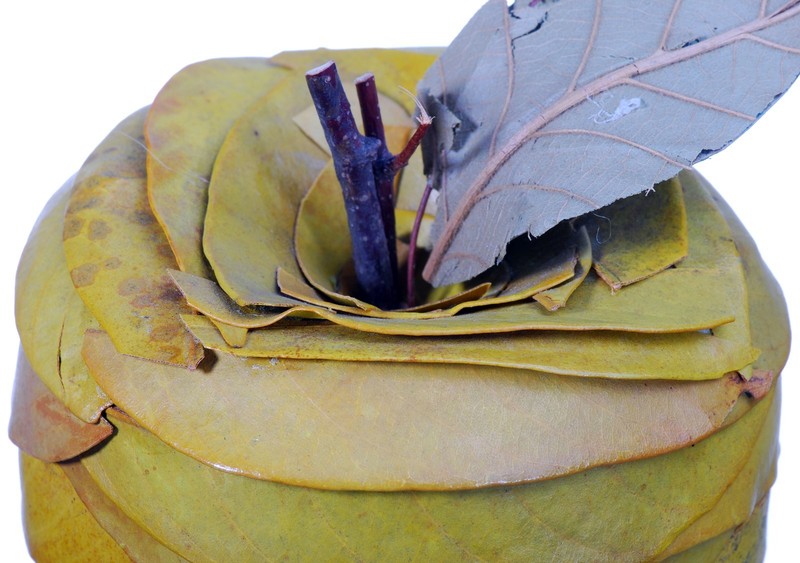 Leaf Twig Apple Natural Green Rustic Country Fruit Craft Decor Filler 630f gallery
