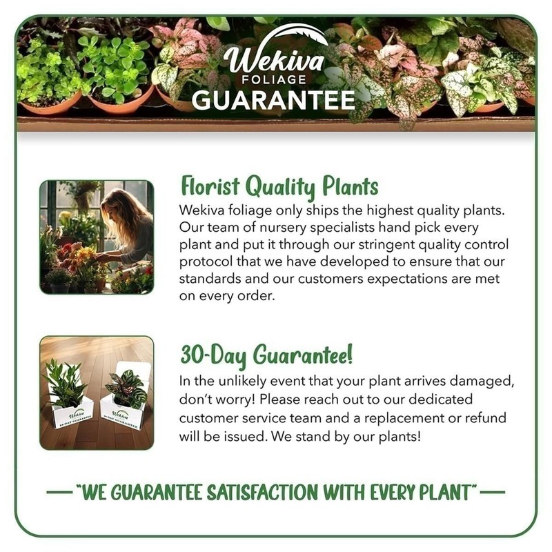 Pomegranate Tree - 4 Live Starter Plants - Grower's Choice gallery