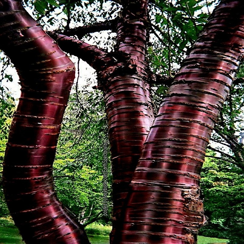 Tibetan Paper Birchbark Cherry Tree Seeds Prunus serrula Hardy Shiny Bark Plant gallery