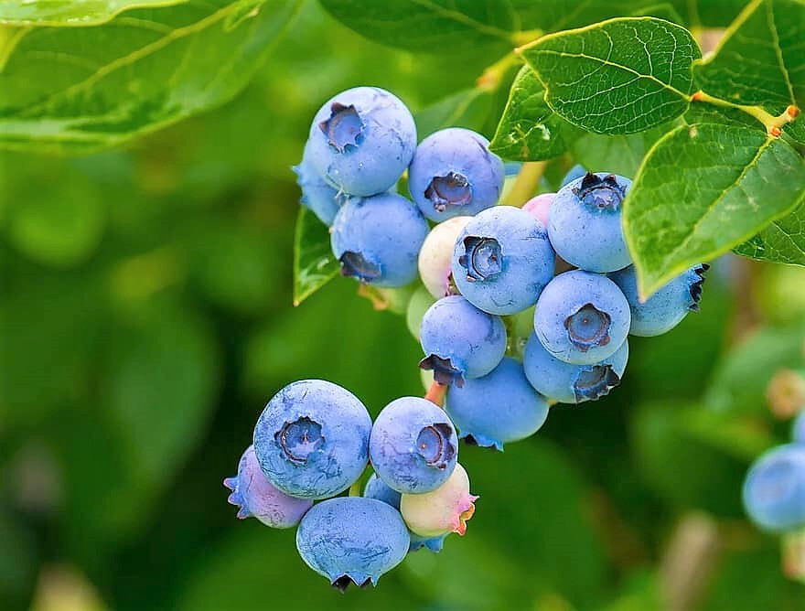 50 SOUTHERN HIGHBUSH BLUEBERRY Pre-Stratified Vaccinium Corymbosum Shrub Seeds gallery