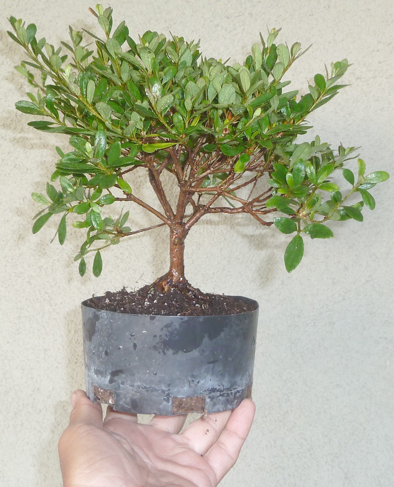 Satsuki Azalea Kinpai Pre Bonsai Dwarf Shohin Nice Trunk Flowers gallery