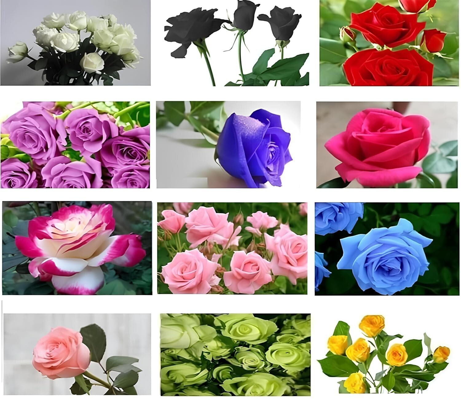 Multicolor Rose Flower Seeds, 99+ Seeds (Red, Blue, Purple, Black, Green, more) gallery