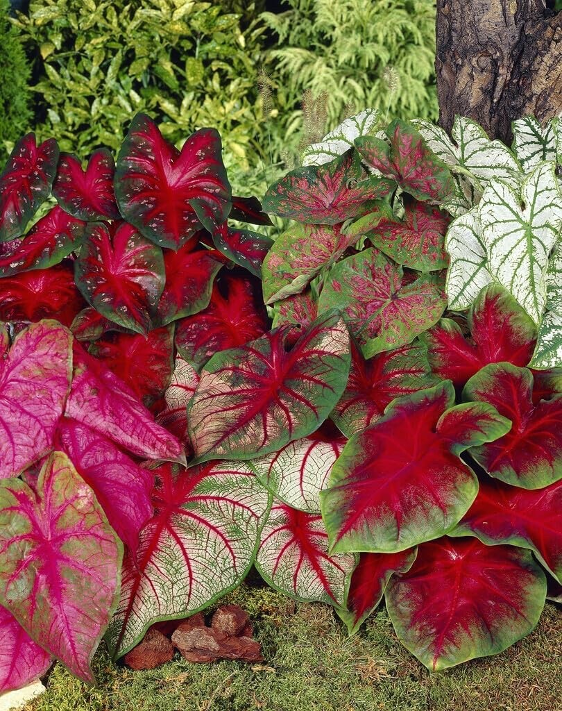 Mixed Caladium Bulbs for Planting - Perennial Hosta, Elephant Ears, Fancy gallery