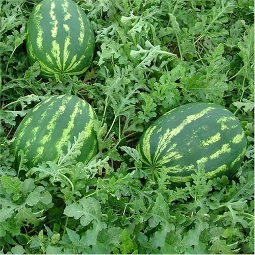 Watermelon Seeds - Crimson Sweet - Heirlooms - 2.grams gallery