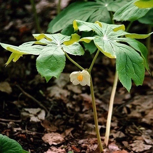 15 Mayapple Rhizome Live Bare Roots For Transplanting (Podophyllum Peltatum) gallery