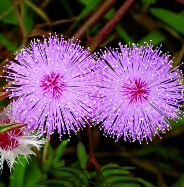 MIMOSA FLOWER SEEDS 100+ SENSITIVE PLANT annual WILDFLOWER garden FREE SHIP gallery
