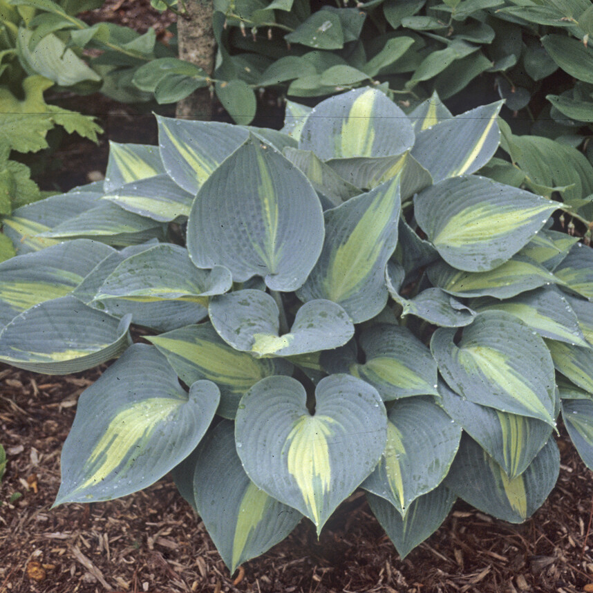 hosta TOUCH OF CLASS medium thick disease-free 2.5" pot = 1 Live Potted Plant gallery