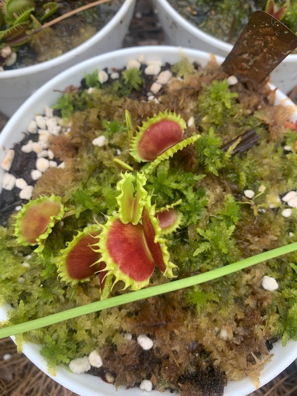 100+ Venus Flytrap seeds + Maxsea plant food gallery