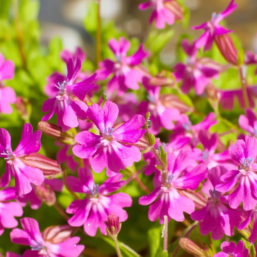 Nodding Catchfly Pink Flower 300 Seeds | Heirloom Silene pendula for Gardens gallery