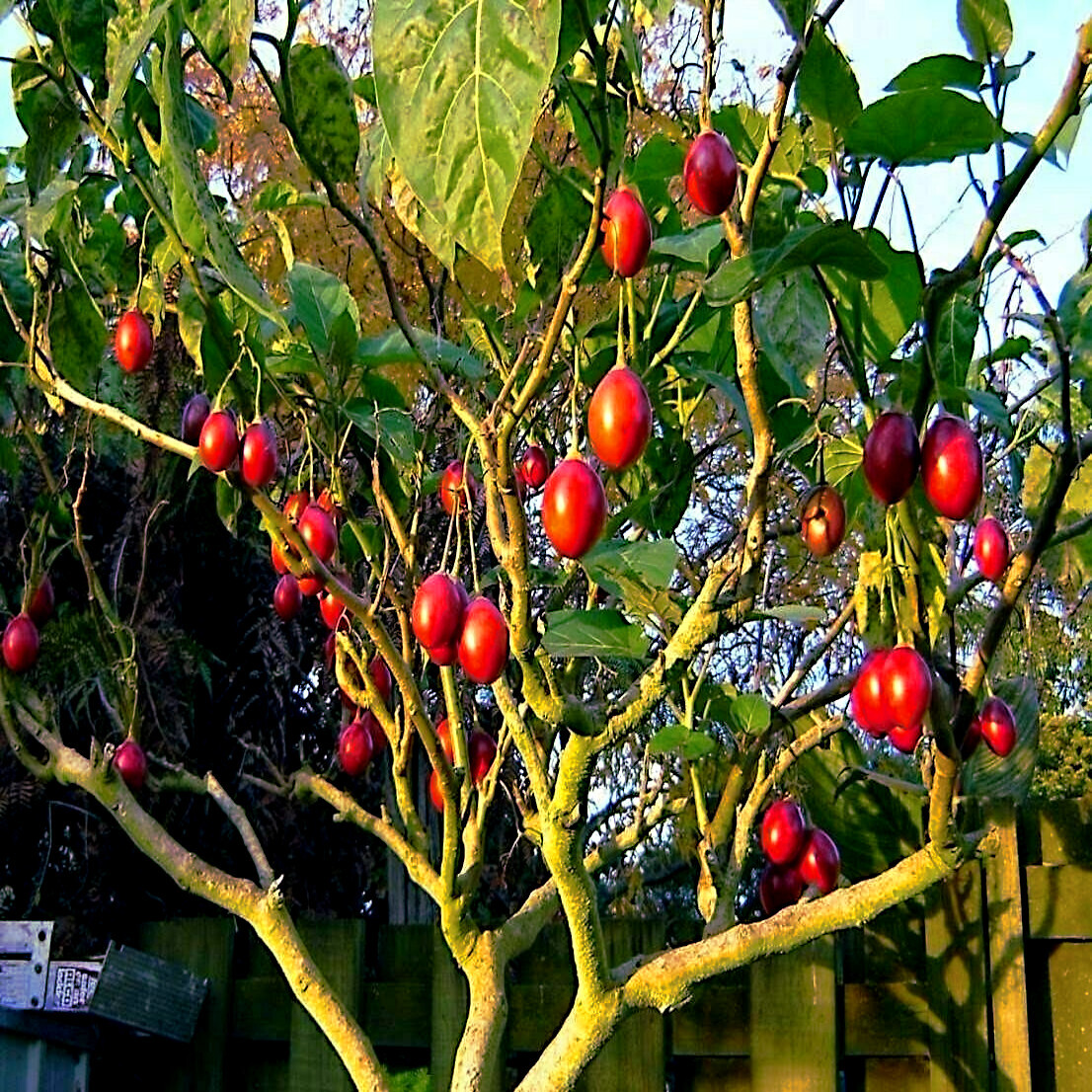 Tamarillo Tree Tomato Seeds Yields 60+lbs of Garden Fruit! Fast Growing Plant gallery