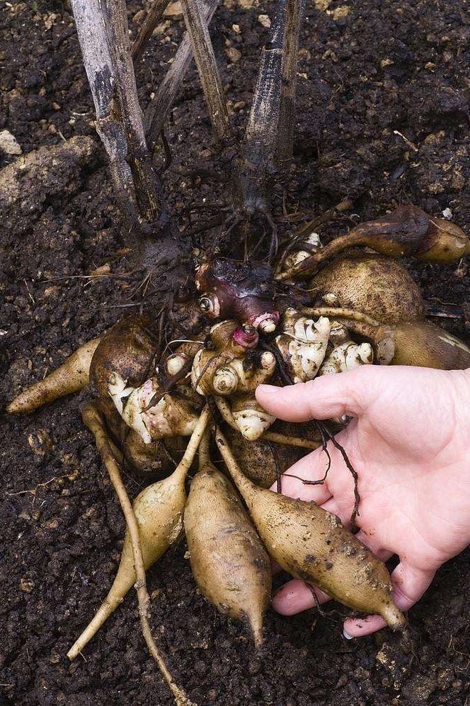 Yacon (Smallanthus sonchifolius) TC Plant Plug -3-6 in- Edible Tubers!!! gallery