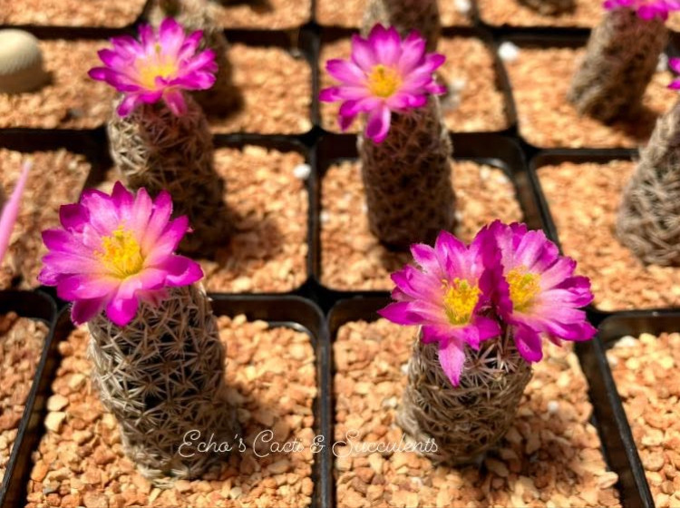 Cactus- Escobaria minima (2” pot) gallery