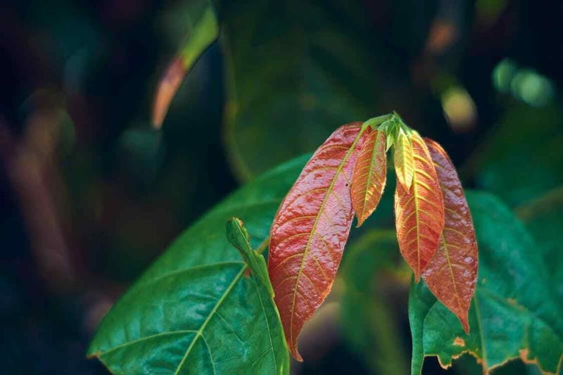 Cocoa Leaves| Ceylon, Dried Leaf| Chocolate, Theobroma Cacao| 100% Pure, Organic gallery