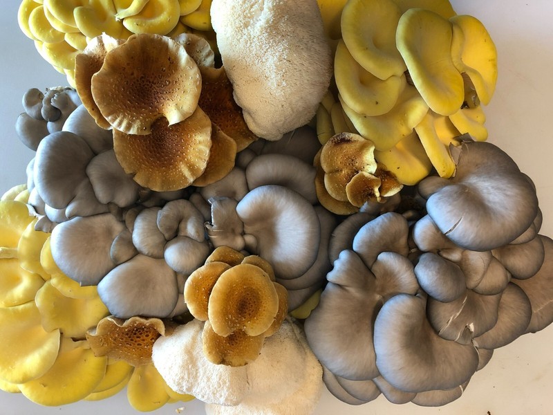 Mushroom plug spawn variety pack & drill/wax combo (4 100 packs) gallery