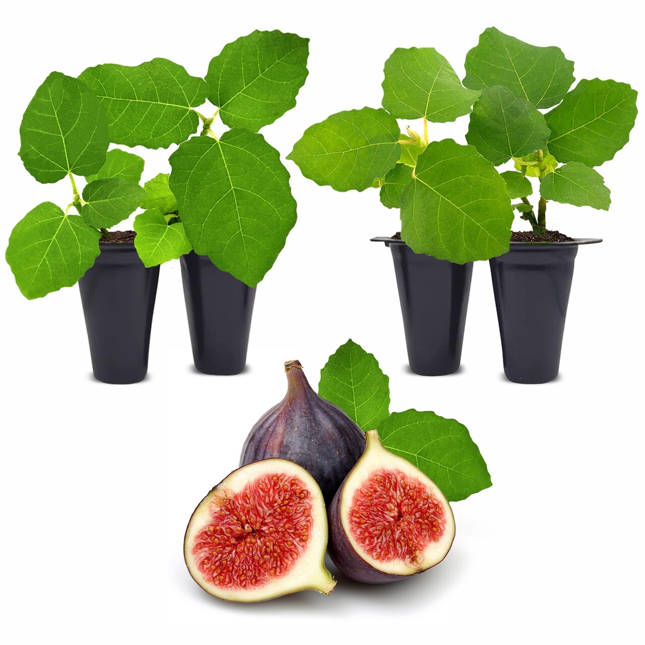 Fig Tree. Set of 4 starter plants. gallery