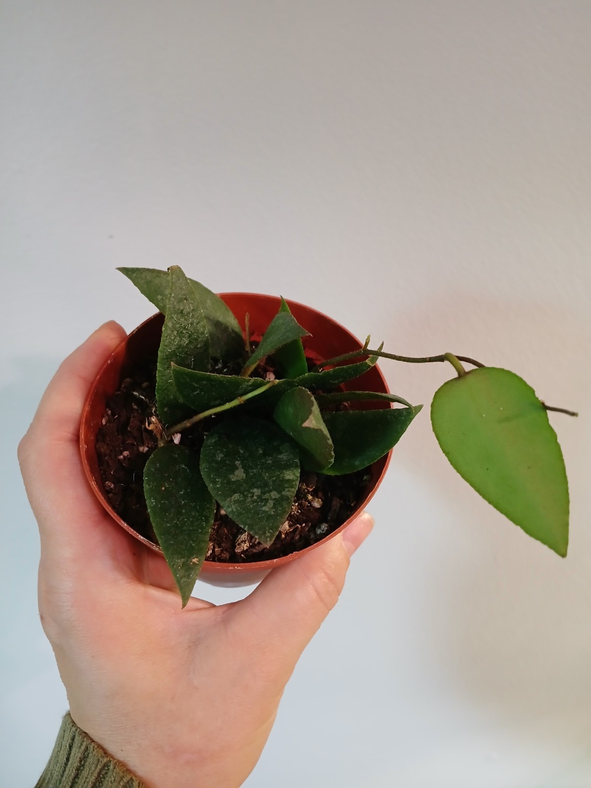 Hoya Caudata Sumatra gallery