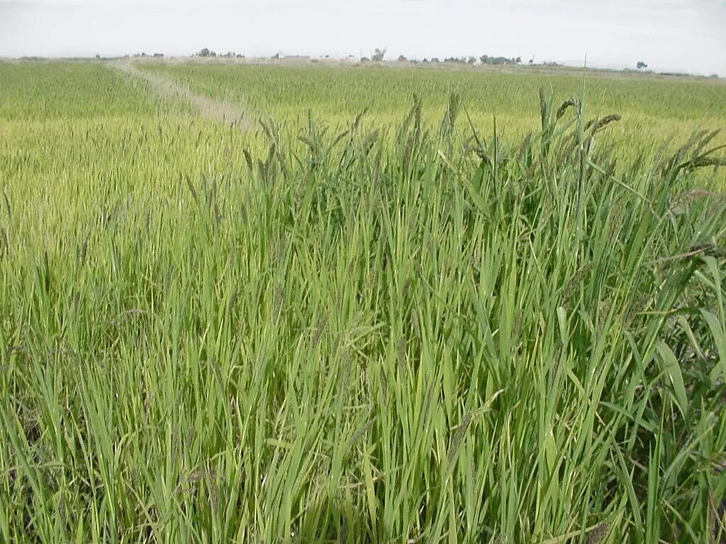 Japanese Millet Seeds - Fast Growing, Drought Tolerant, Wildlife - Pound gallery