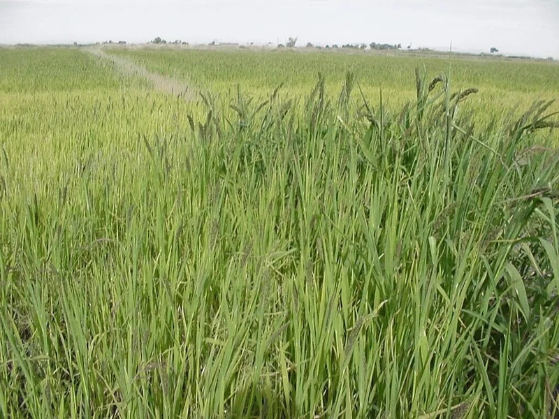 Japanese Millet Seeds - Fast Growing, Drought Tolerant, Wildlife - Pound gallery