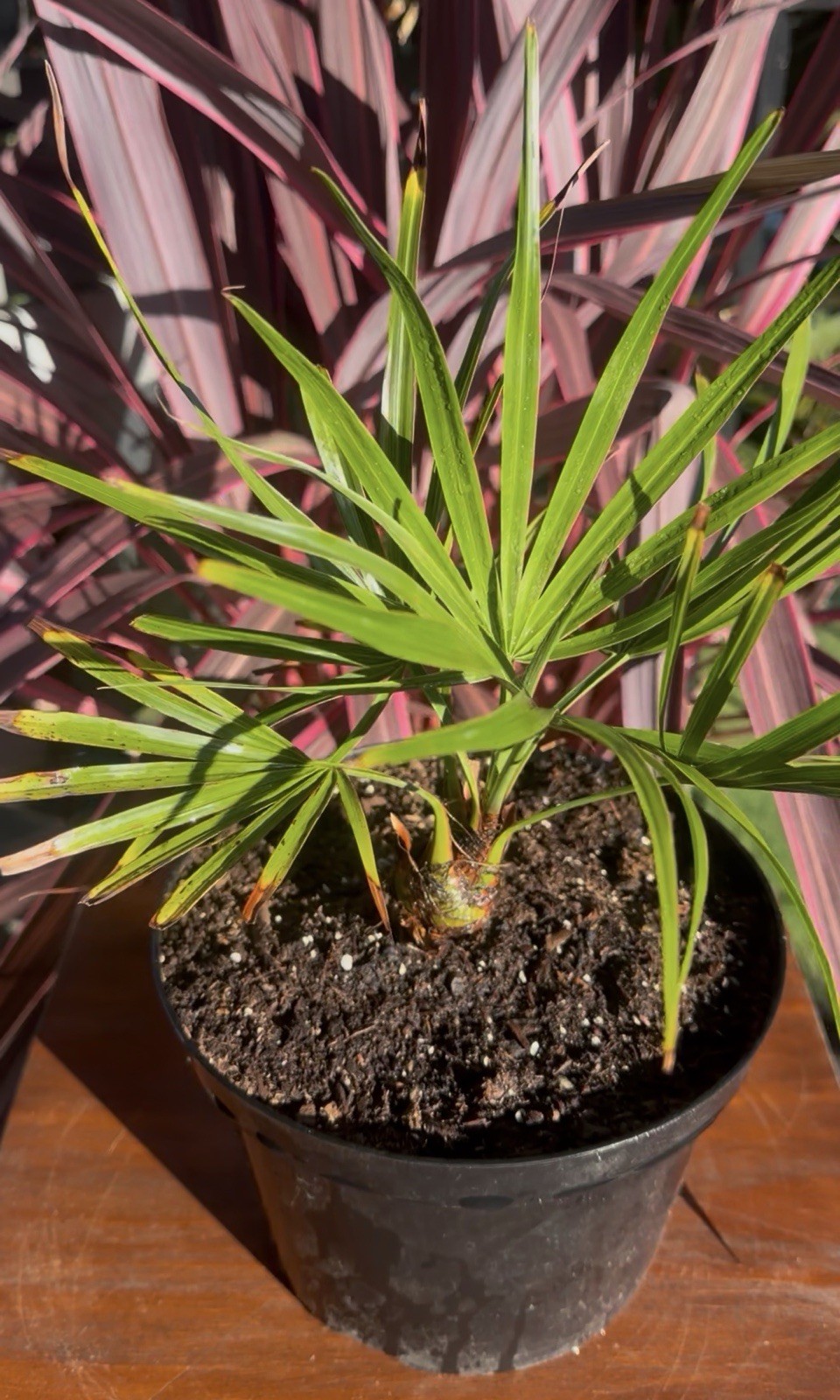 Brahea Moorei - Cold Hardy 10F - LIVE - Rare - Dwarf Rock Palm Tree - Tropical gallery