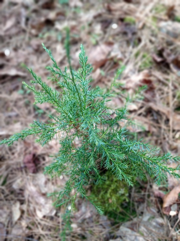 One Eastern Red Cedar Tree Juniperus Virginiana 8"- 12" Live Bare-Root Sapling🌲 gallery