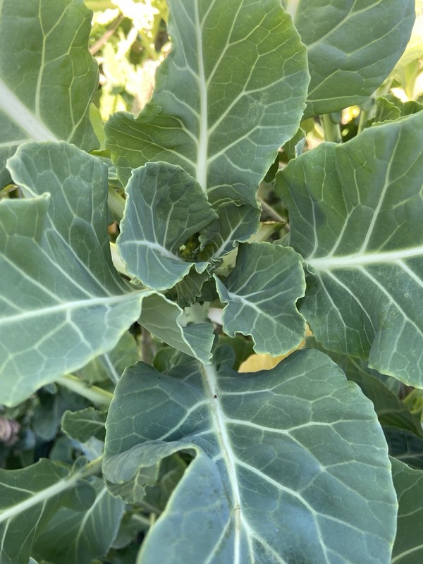TREE COLLARD SEEDS - 100+ seeds - California variety “MONTARA” - 7 feet tall gallery