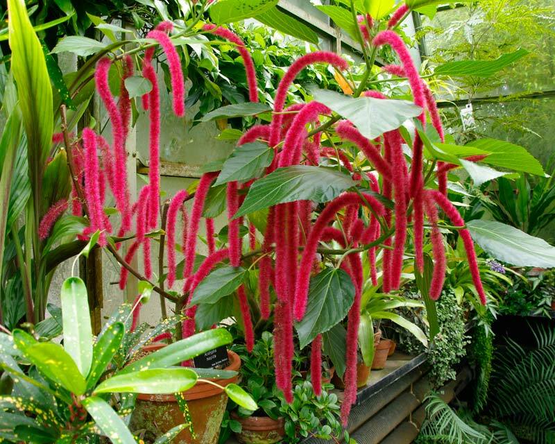 *GIANT CHENILLE*Acalypha Hispida*Starter Plant*Attracts Hummingbirds/Butterflies gallery