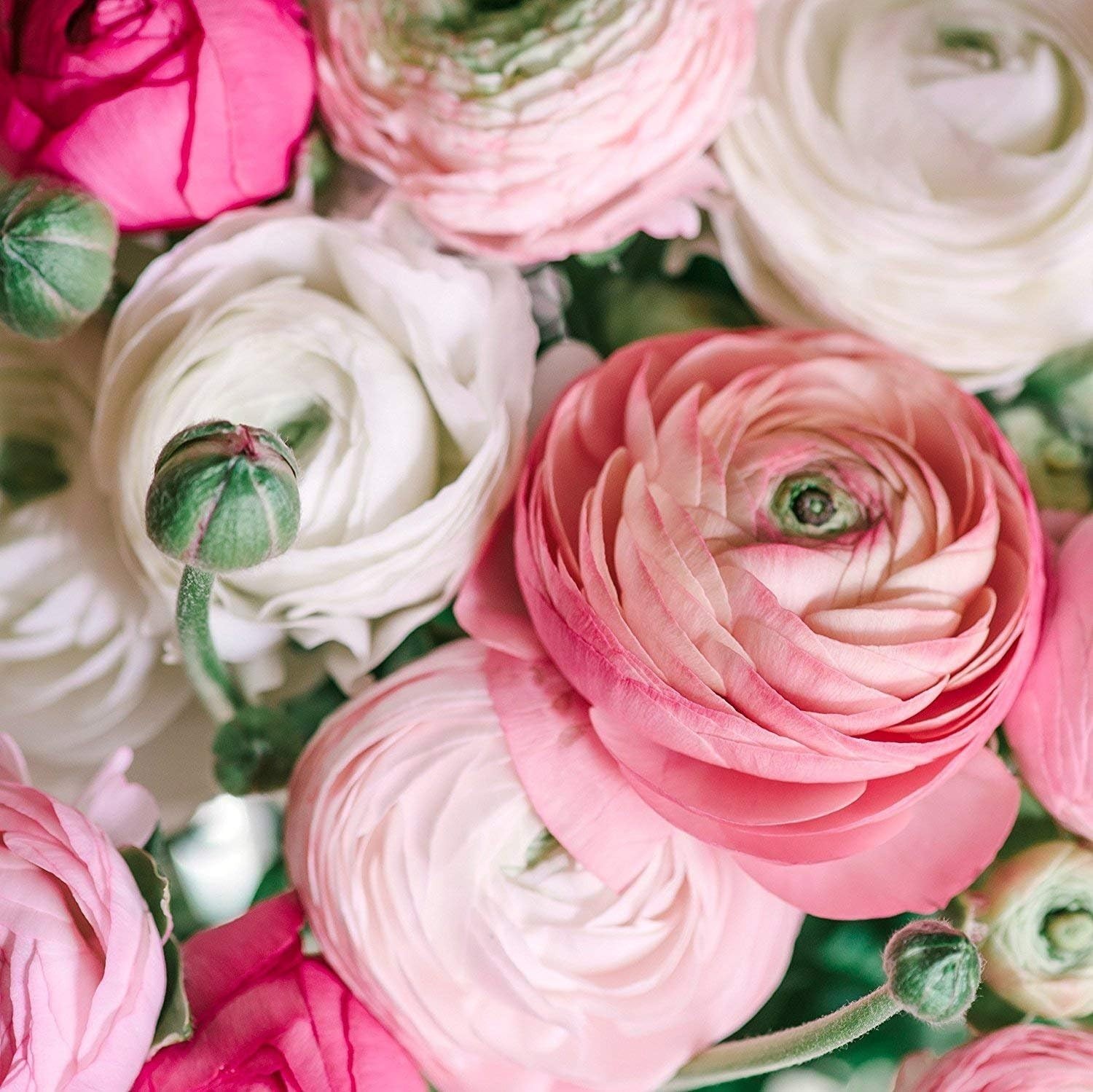 10 XL Heirloom Ranunculus Bulbs - Gorgeous Persian Buttercup Pastel Collection gallery