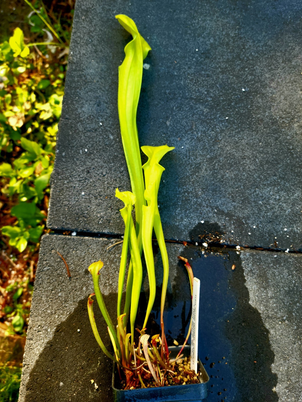 Sarracenia Flava Maxima Defuniak Springs X Flava Addison Bog VA gallery