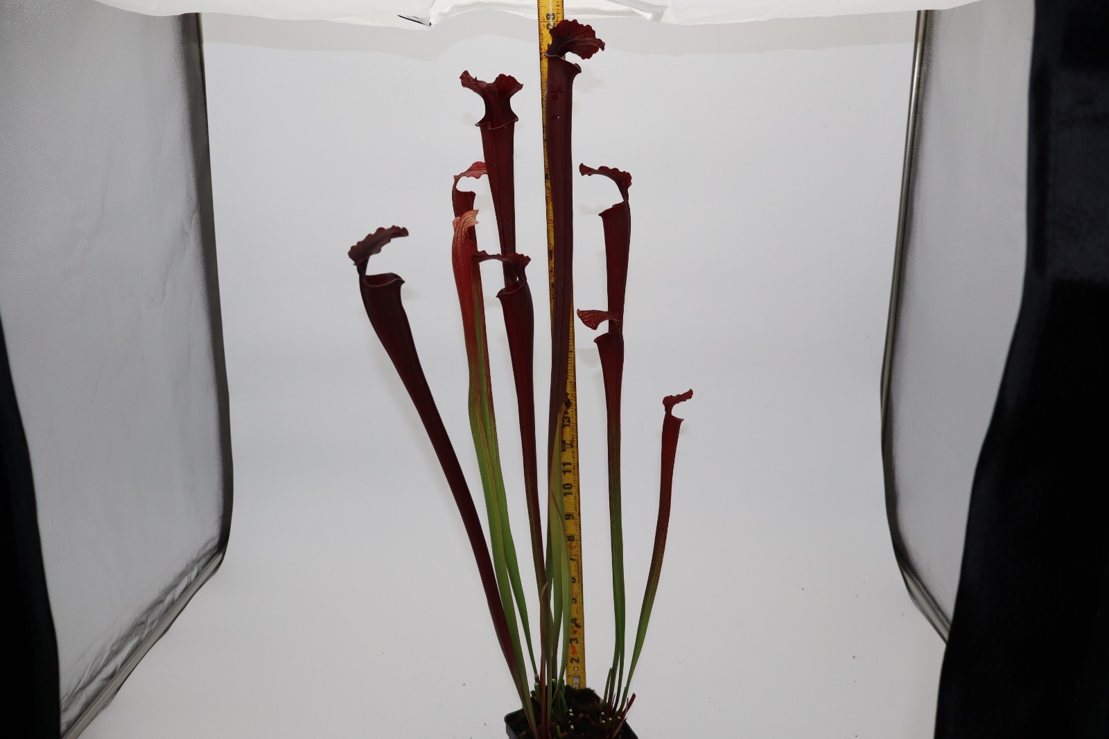 Sarracenia - Rubra Jonesii X Royal Ruby - Seed Grown gallery