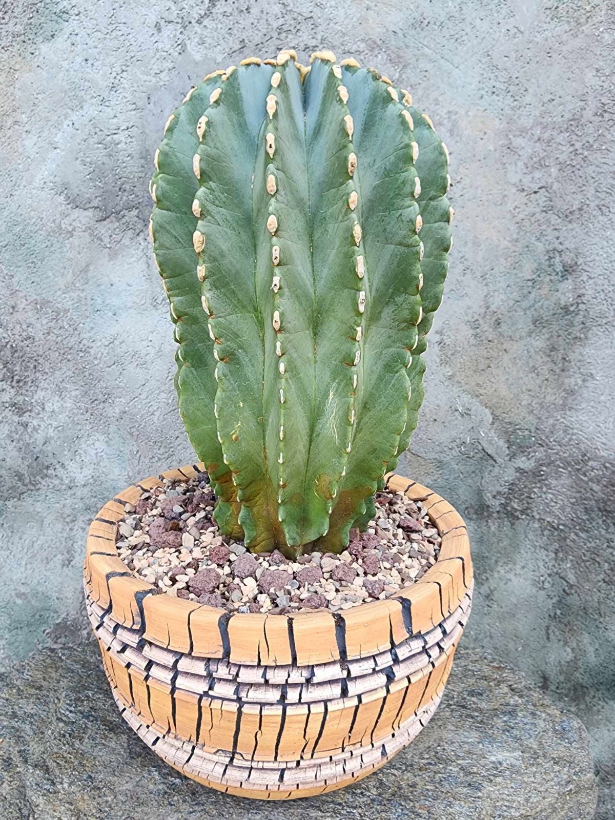 Ferocactus Glaucescens Inermis - Blue Barrel Cactus BIG Old Specimen Rare Exact gallery