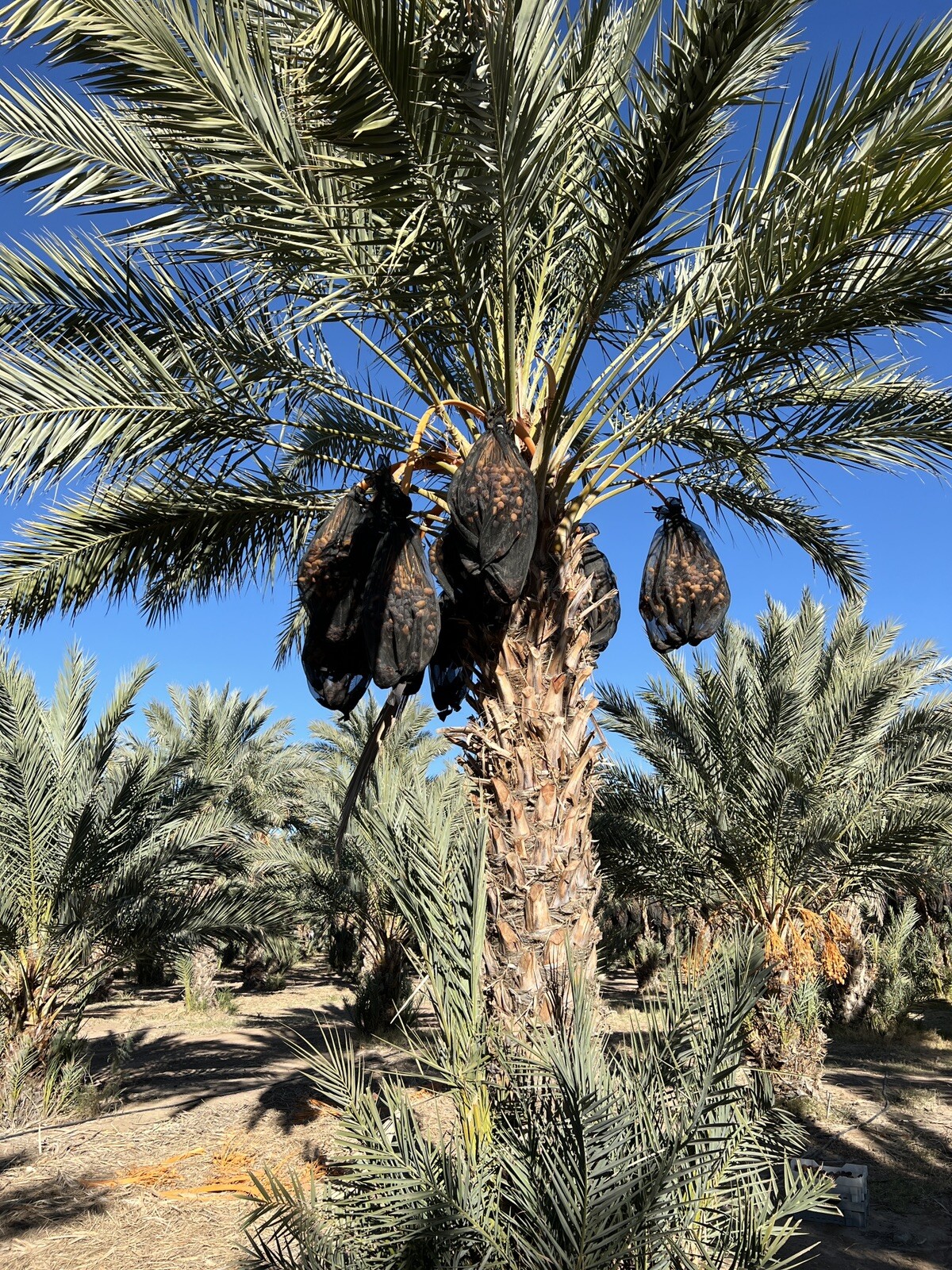 11LB MEDJOOL DATES- VERY SOFT (RUTOB). FRESH CALIFORNIA. FAST FREE SHIPPING. gallery