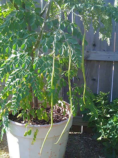 Moringa oleifera PKM2 | 5_Seeds gallery
