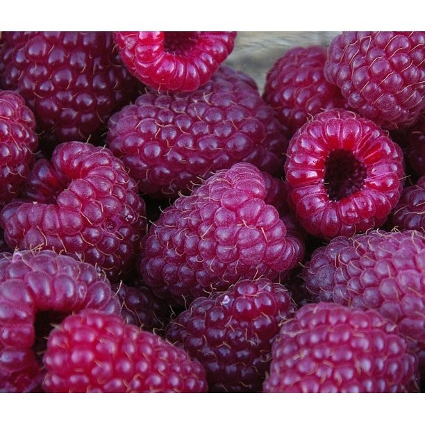 3 Raspberry Plants "Royalty Purple" (3 Lg 1 Year Old Plug Plants) Zones: 5-9 gallery