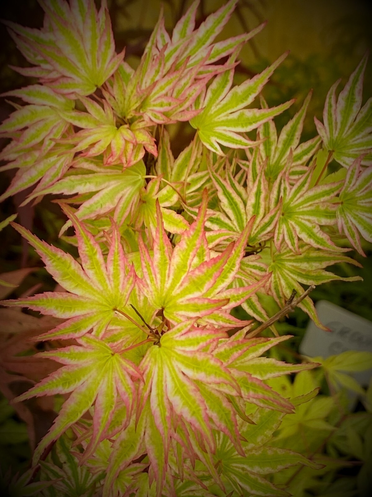 Japanese Maple Ikande gallery