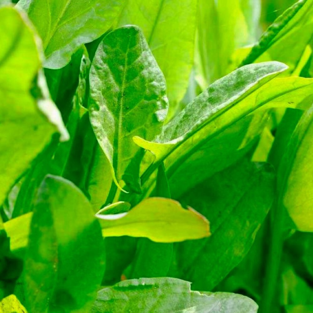 Large Leaf Sorrel Herb Seeds | NON-GMO | Heirloom | Fresh Herb Seeds gallery