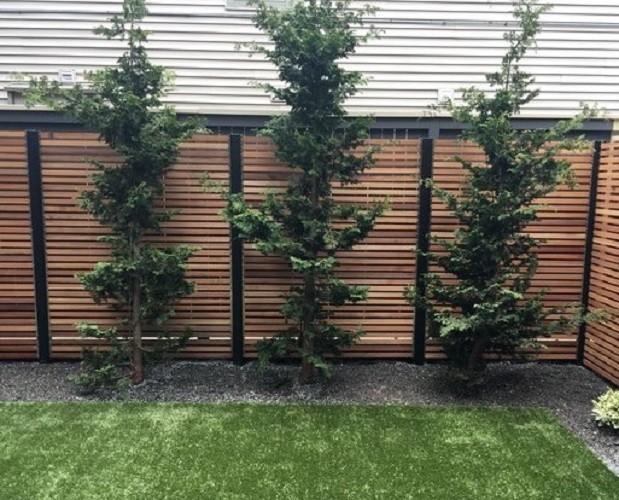 Slender Hinoki False Cypress - Live Plant - ( 2.5 QT ) gallery