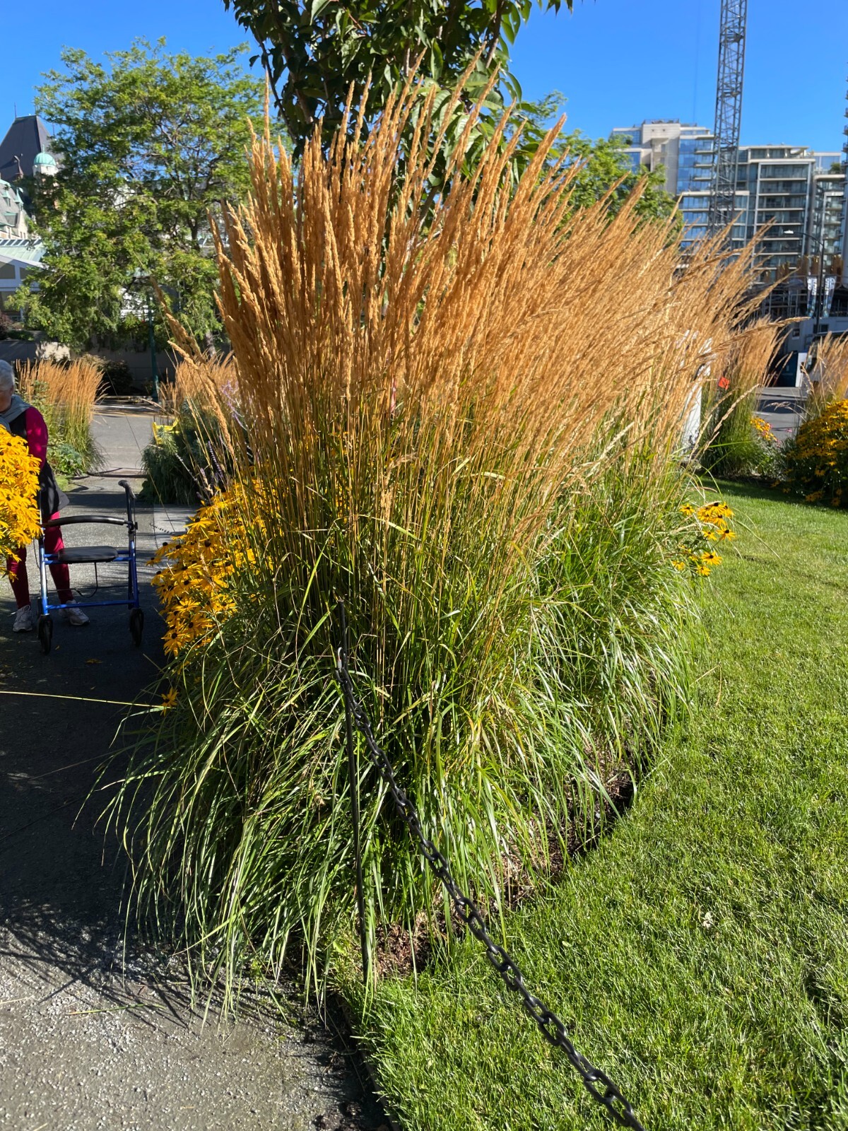 Calamagrostis x acutiflora | Feather Reed Grass | 20 Seeds gallery