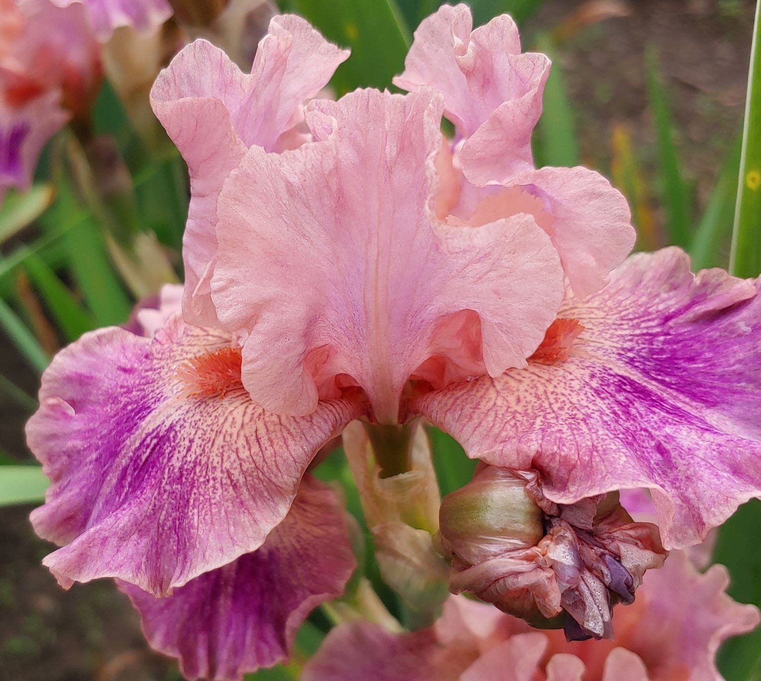 'Body Painting' IB Bearded Iris Rhizome PRE-SALE to Ship Aug/Sept gallery