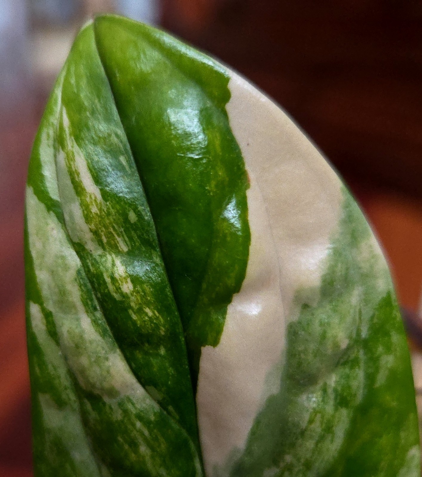 Rare Monstera Variegated Sp Peru 14" Tall Aroid Not Philodendron Anthurium gallery