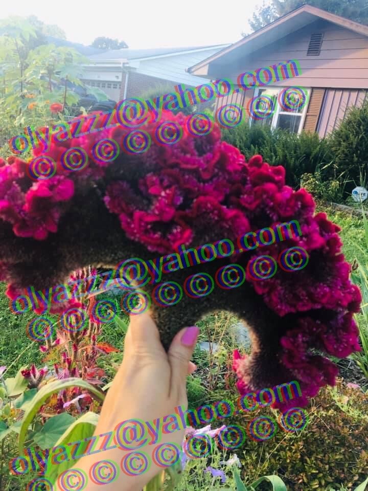 100+FRESH Giant Fuchsia Cockscomb Celosia Seeds (Celosia Cristata) Flower gallery
